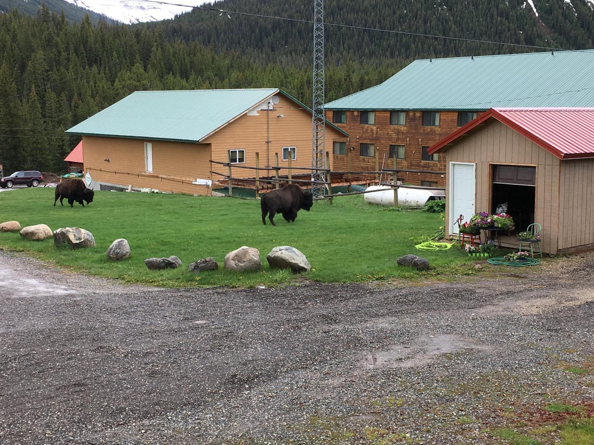 Antlers Lodge Cooke City Eksteriør bilde